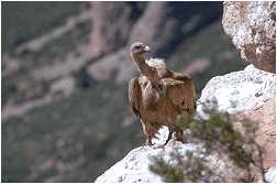 pour approcher de tels vautours dans leur nid, l'avant-dernière longueur de Bixente est une solution...